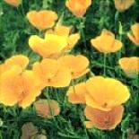 California Poppy - Bestellen!